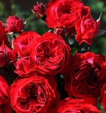 住友化学園芸株式会社のプレスリリース画像1