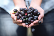 株式会社プラザハウスのプレスリリース画像3