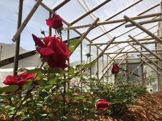 株式会社あがらとのプレスリリース