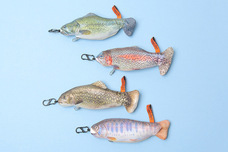 ブルーブルーエジャパン株式会社のプレスリリース画像3