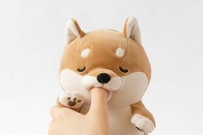 ブルーブルーエジャパン株式会社のプレスリリース画像5