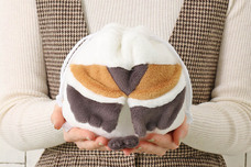 ブルーブルーエジャパン株式会社のプレスリリース画像5