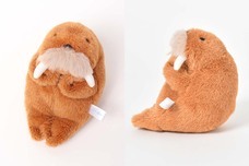 ブルーブルーエジャパン株式会社のプレスリリース画像5