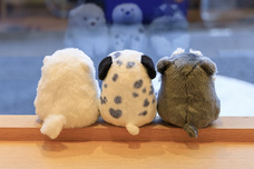 ブルーブルーエジャパン株式会社のプレスリリース画像19