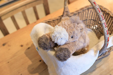 ブルーブルーエジャパン株式会社のプレスリリース画像13