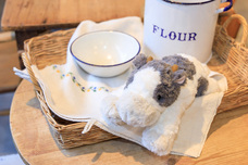 ブルーブルーエジャパン株式会社のプレスリリース画像12