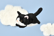 ブルーブルーエジャパン株式会社のプレスリリース画像17