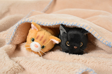 ブルーブルーエジャパン株式会社のプレスリリース画像14