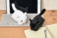 ブルーブルーエジャパン株式会社のプレスリリース画像13