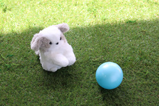 ブルーブルーエジャパン株式会社のプレスリリース画像19