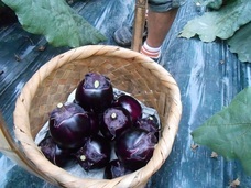 健康和惣菜ながいきおまめのプレスリリース画像3