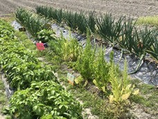 アトリエSubaruのプレスリリース画像10