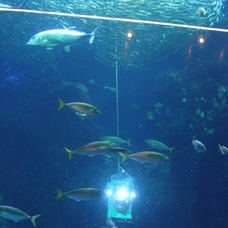 芝浦工業大学のプレスリリース画像1