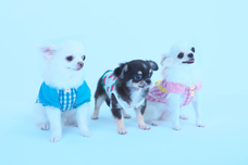 株式会社トップ・マーシャルのプレスリリース画像6