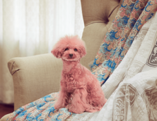 株式会社卑弥呼のプレスリリース画像9