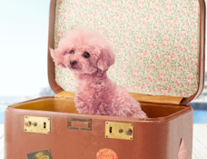 株式会社卑弥呼のプレスリリース画像5