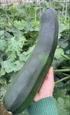 株式会社旦千花のプレスリリース画像1