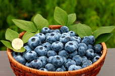 株式会社 未来農業計画のプレスリリース画像1