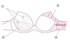 株式会社ワコールのプレスリリース画像6