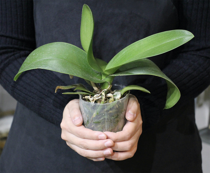 ドナルド マクドナルド ハウス せたがや オープンハウス19 に参加致します 株式会社ユー花園のプレスリリース ドナルド マクドナルド ハウス せたがや オープンハウス19 に参加致します 株式会社ユー花園のプレスリリース