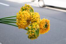 株式会社ユー花園のプレスリリース画像18