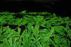 日本茶ドキュメンタリー映画制作チームのプレスリリース画像7