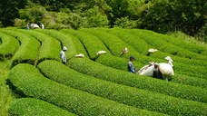 日本茶ドキュメンタリー映画制作チームのプレスリリース画像8