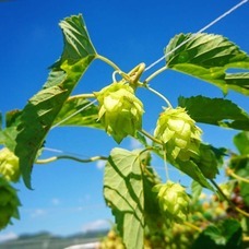 はりまグリーンラボのプレスリリース画像5