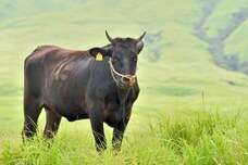 株式会社ジェネシーズのプレスリリース画像1