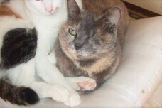 ティーエスアート株式会社のプレスリリース画像1