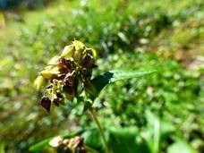 椎葉屋のプレスリリース画像5