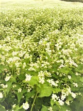 椎葉屋のプレスリリース画像8