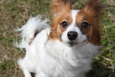 all for わんのプレスリリース画像1