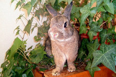 藤田 育代のプレスリリース画像2