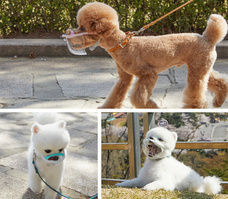 株式会社ヤベツジャパンのプレスリリース画像5