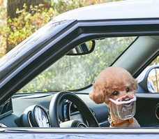 株式会社ヤベツジャパンのプレスリリース画像4