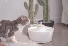 株式会社ヤベツジャパンのプレスリリース画像5