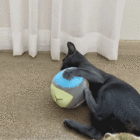 株式会社ヤベツジャパンのプレスリリース画像6