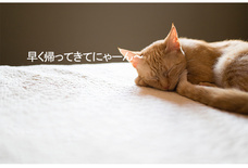 株式会社ヤベツジャパンのプレスリリース画像3