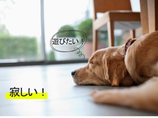 株式会社ヤベツジャパンのプレスリリース画像2