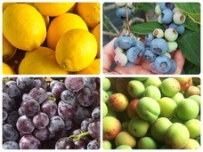 カゴノオトのプレスリリース画像1