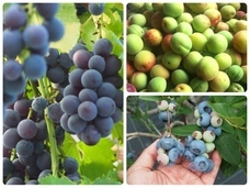 カゴノオトのプレスリリース画像1