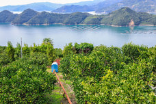 JAにしうわ　西宇和農業協同組合のプレスリリース画像9