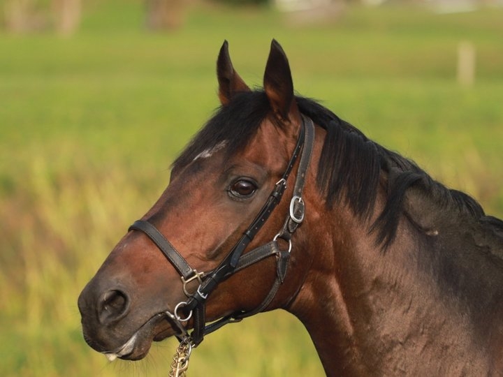 トウカイテイオー後継種牡馬プロジェクト・クワイトファイン種牡馬入りへの道 ~クラウドファンディング開始のお知らせ~ チーム・クワイト