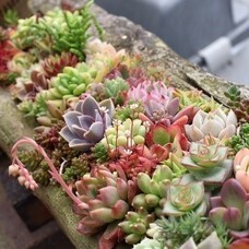 世界らん展実行委員会のプレスリリース画像4