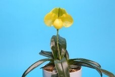 世界らん展実行委員会のプレスリリース画像5