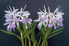 世界らん展実行委員会のプレスリリース画像3