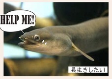 株式会社小松園のプレスリリース画像1