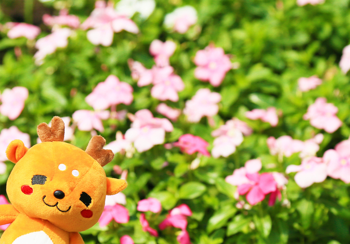 外出先で お気に入りのぬいぐるみと一緒に写真撮影 ぬい撮り に便利な スマホに取り付ける専用のアーム ぬいしょっと を新発売 株式会社サイプラスのプレスリリース 外出先で お気に入りのぬいぐるみと一緒に写真撮影 ぬい撮り に便利な スマホに取り付ける専用のアーム ぬいしょっと を新発売 株式会社サイプラスのプレスリリース