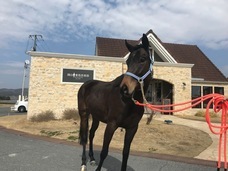 ホースパートナーズのプレスリリース画像3